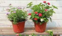 荔湾家长爆料视频最新,揭秘校园安全问题引发社会关注